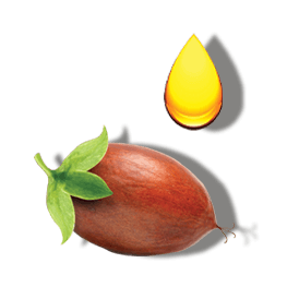 JOJOBA OIL JOJOBA OIL