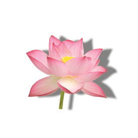 LOTUS FLOWER EXTRACT LOTUS FLOWER EXTRACT