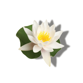 WHITE WATERLILY EXTRACT WHITE WATERLILY EXTRACT