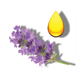 LAVENDER OIL LAVENDER OIL